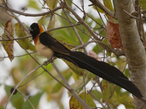 <h3><a href="/trips/gambia/biota/animalia/chordata/aves/040 passeriformes/116 viduidae/vidua interjecta/vidua interjecta-nl.html">Vidua&nbsp;interjecta</a> / Exclamatory&nbsp;paradise&nbsp;whydah / Langstaartparadijswida</h3>OM-1 Mark II met OLYMPUS M.150-400mm F4.5 TC, 1/2000 sec  bij F5.6, ISO 1000, afstand 15.8&nbsp;m